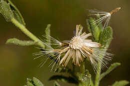 Plancia ëd Xanthisma viscidum (Wooton & Standl.) D. R. Morgan & R. L. Hartm.