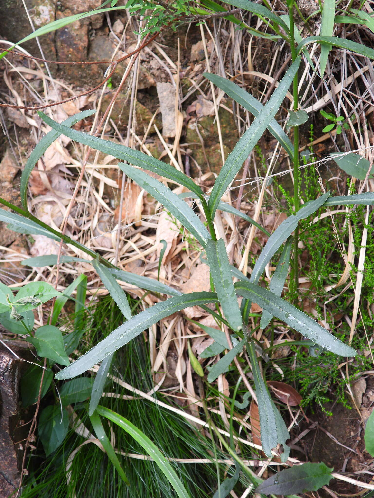 Image of Leucanthemum heterophyllum (Willd.) DC.