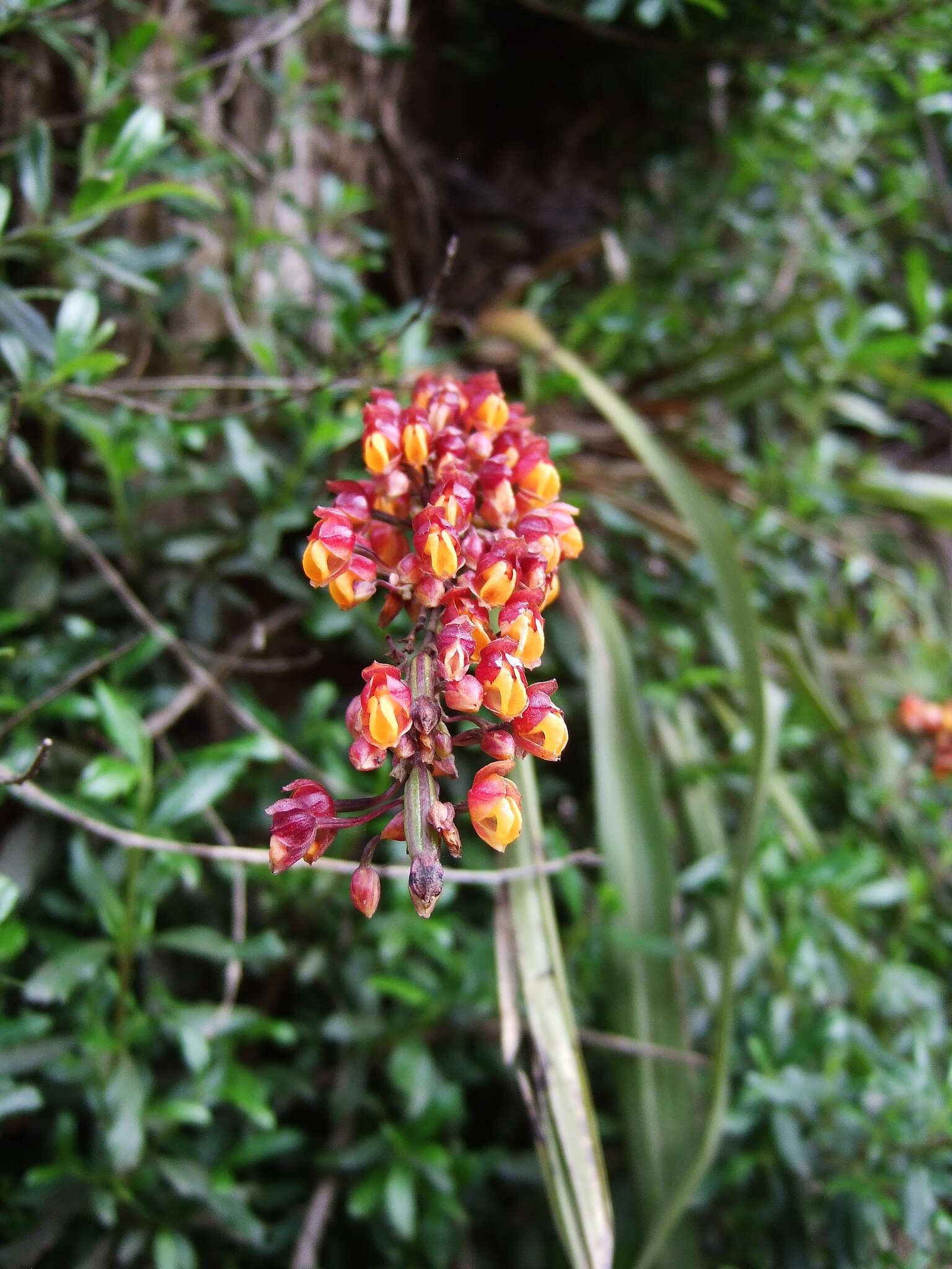 Image of Cyrtochilum rhodoneurum (Rchb. fil.) Dalström