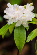 صورة Rhododendron carolinianum Rehder