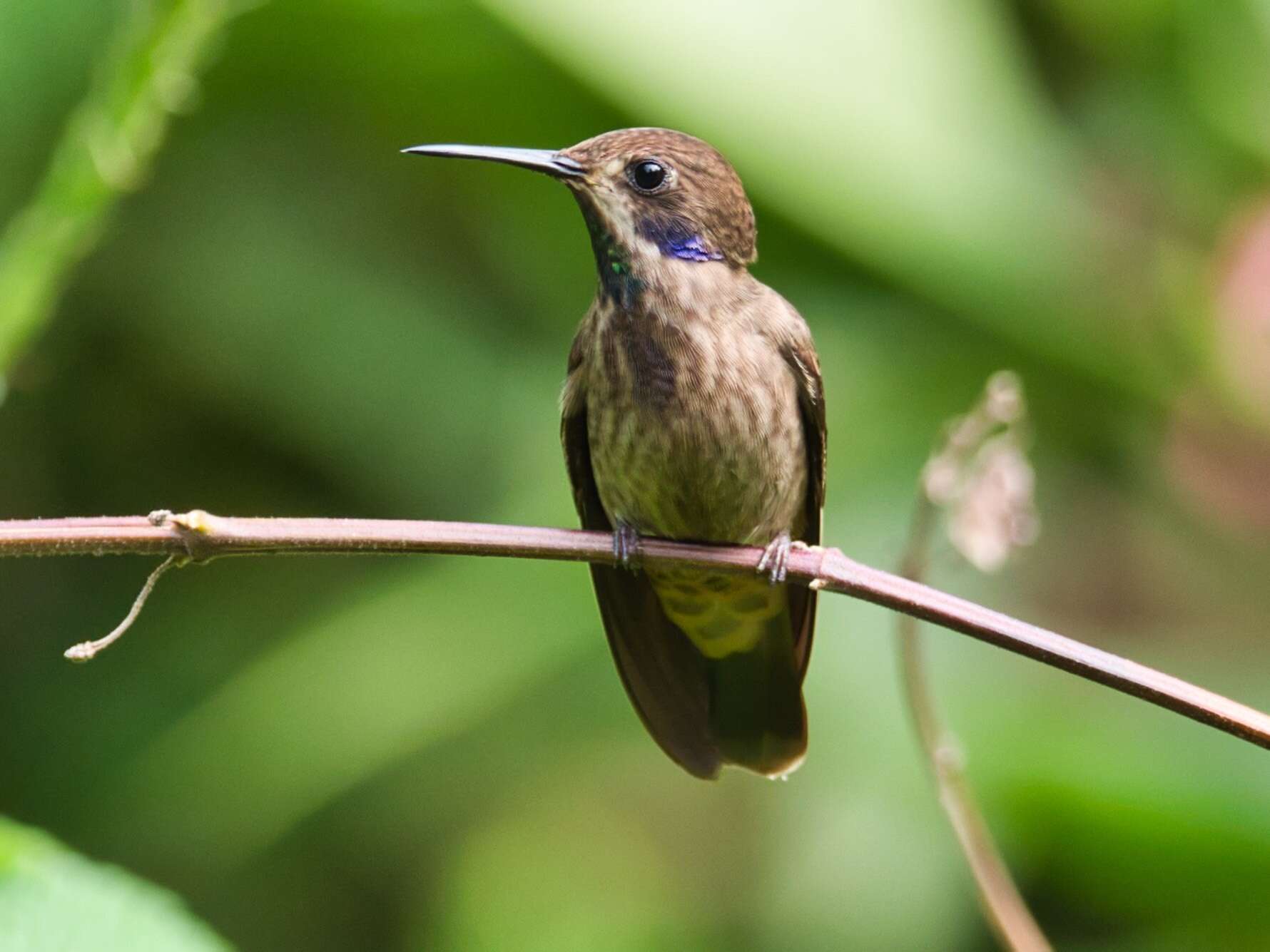 Colibri delphinae (Lesson & R 1839) resmi