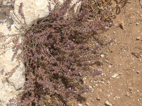 Plancia ëd Micromeria microphylla (d'Urv.) Benth.