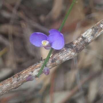 Sivun Comesperma defoliatum F. Müll. kuva