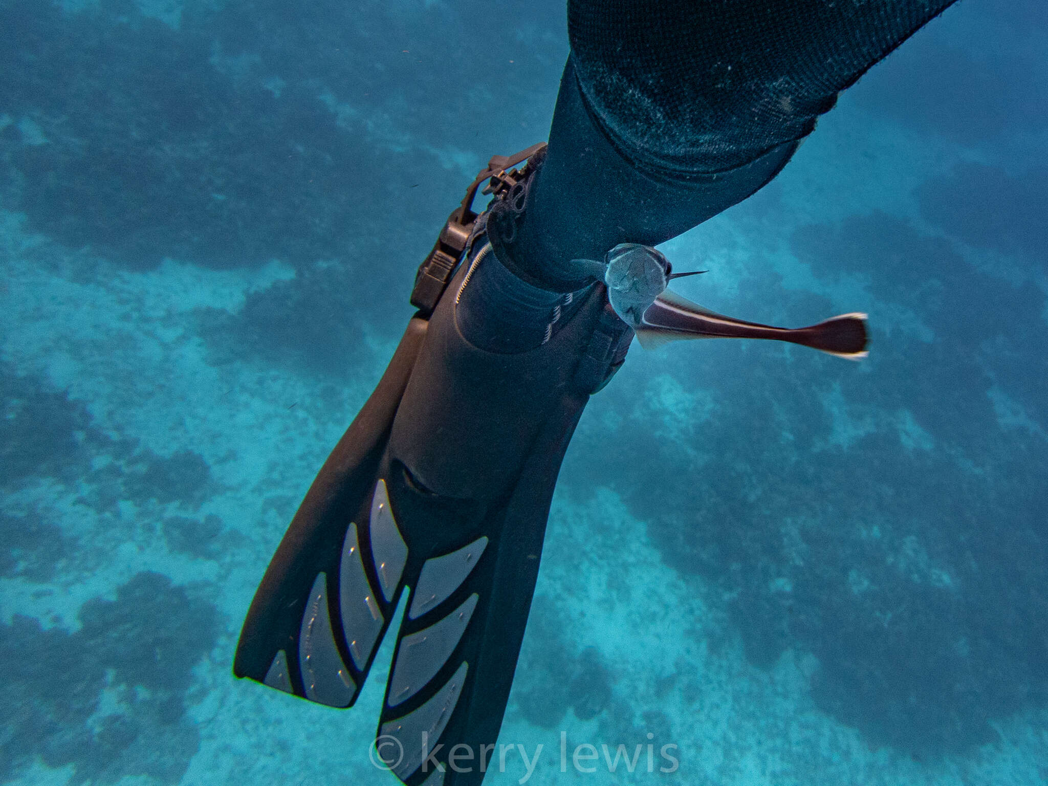 Image of Remora