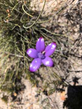 Image of Purple enamel orchid