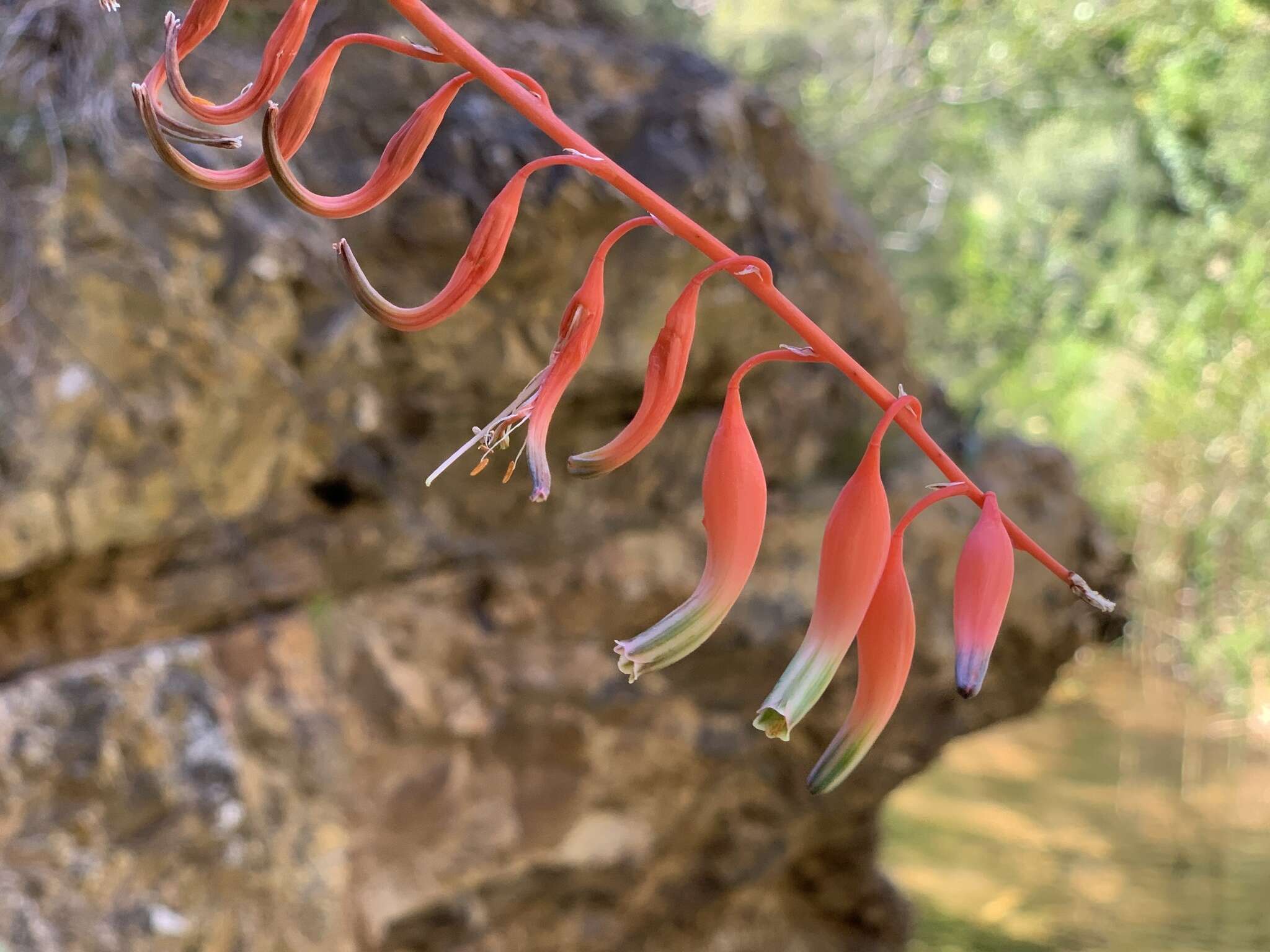 Image of Gasteria vlokii van Jaarsv.