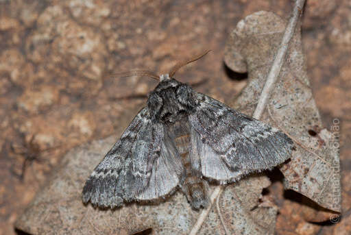 Слика од Drymonia ruficornis Hüfnagel. 1766