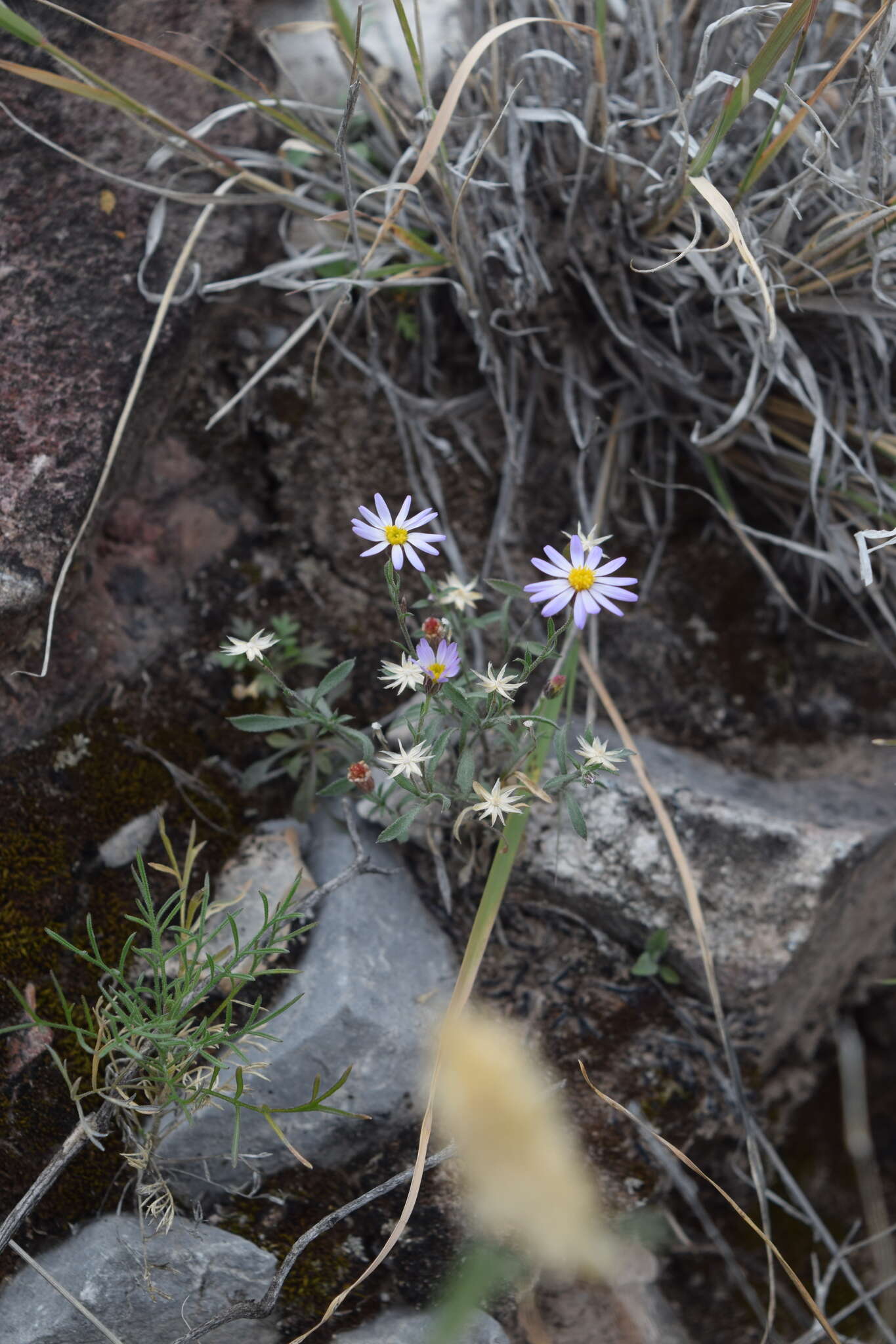 Image of manyflower leastdaisy