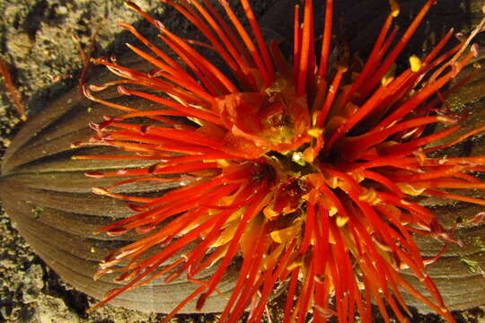 Image de Daubenya marginata (Willd. ex Kunth) J. C. Manning & A. M. van der Merwe