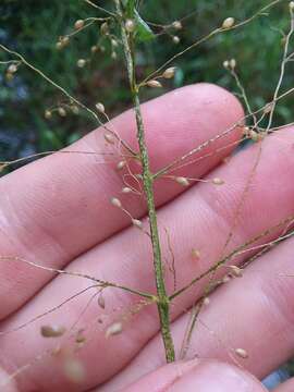 Image of Woolly Rosette Grass