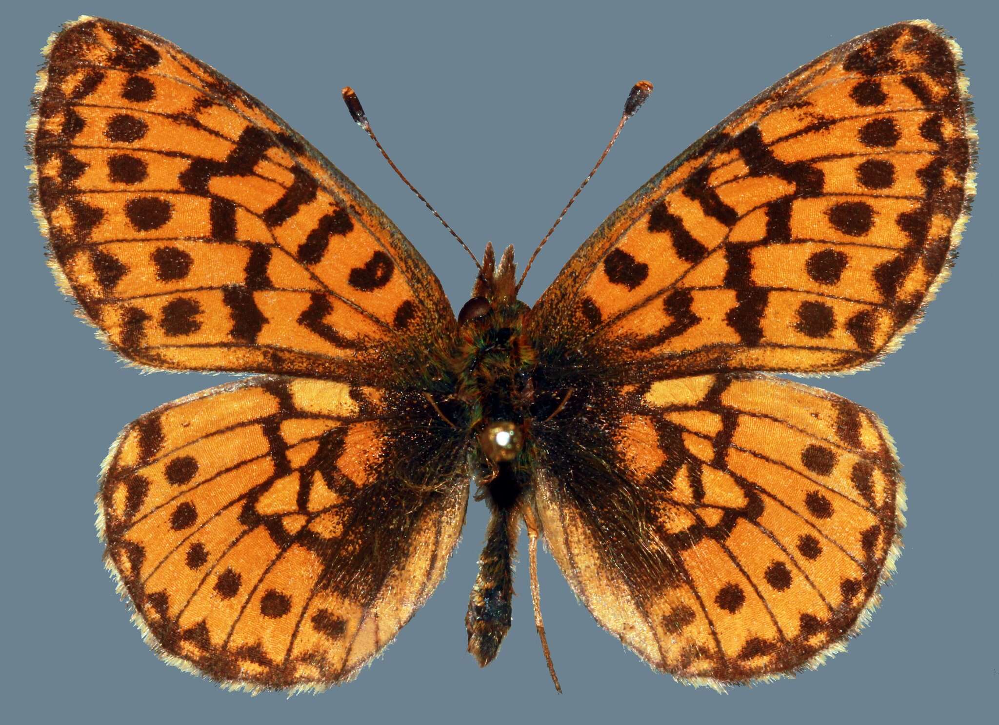 Image of Boloria chariclea helena