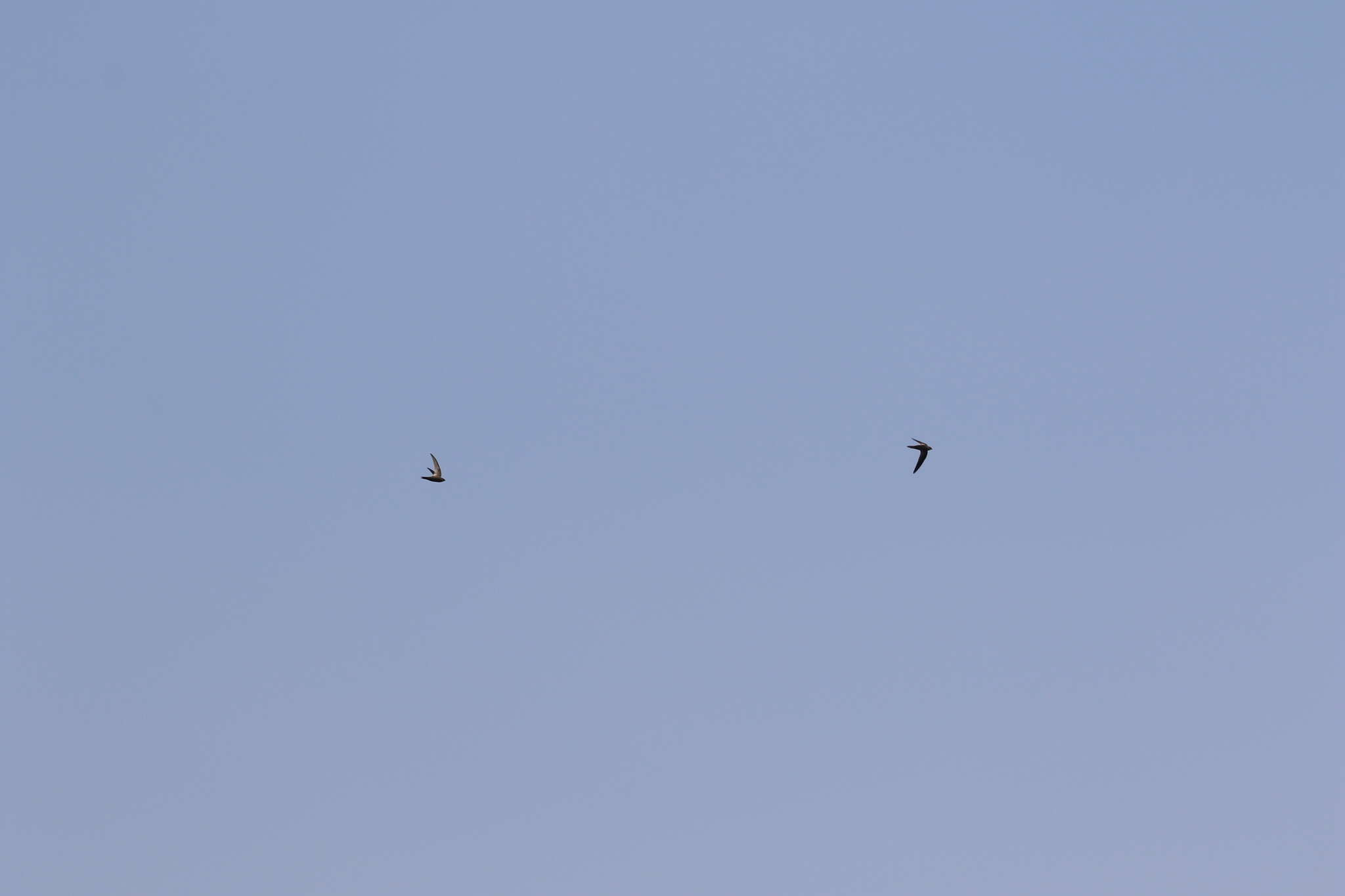 Image of Madagascar Swift