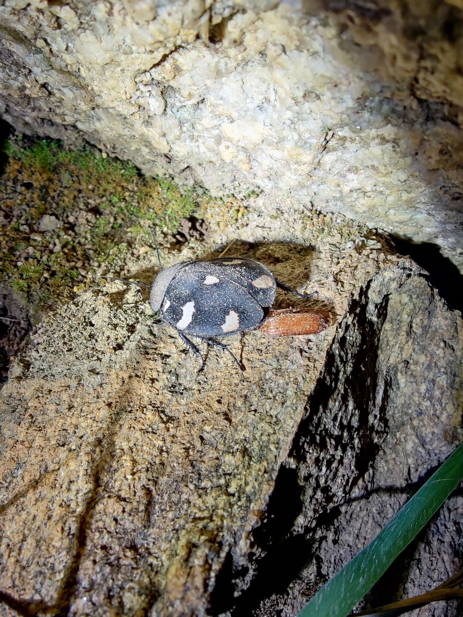 Image of Indian Domino Cockroach