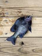 Image of Bluegill Sunfish