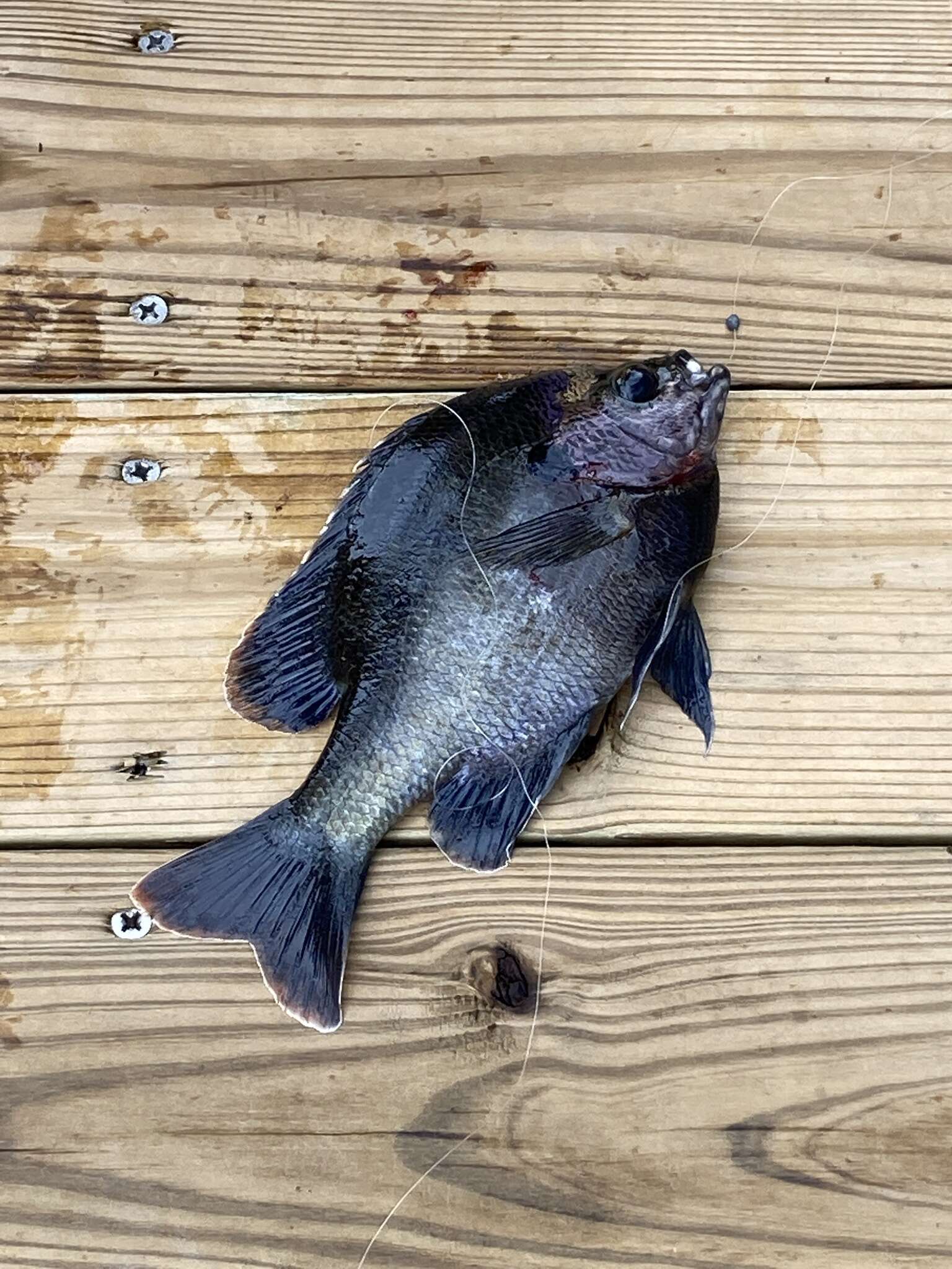 Image of Bluegill Sunfish