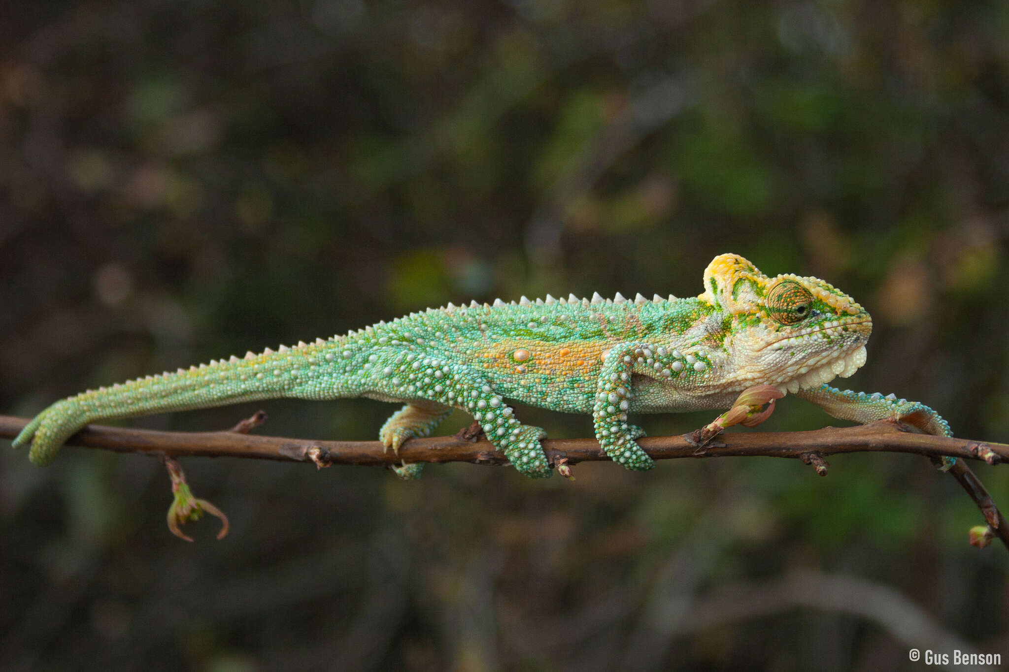 Image de Caméléon nain du Transvaal