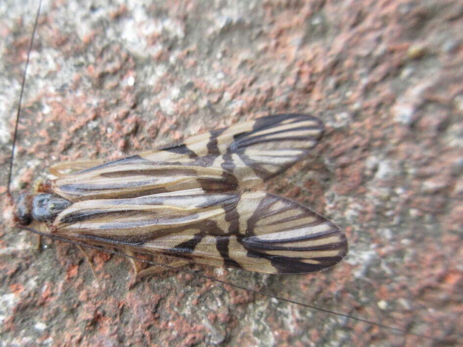 Image of Macrostemum radiatum (McLachlan 1872)