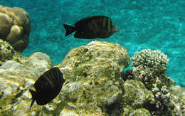 Image of Desjardin's Sailfin Tang