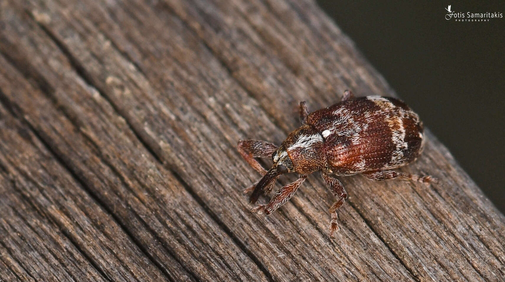 Image of Anthonomus multifasciatus Pic 1926