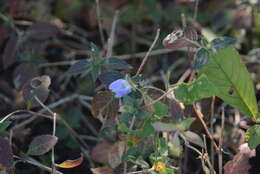 Cynarospermum asperrimum (Nees) K. Vollesen resmi