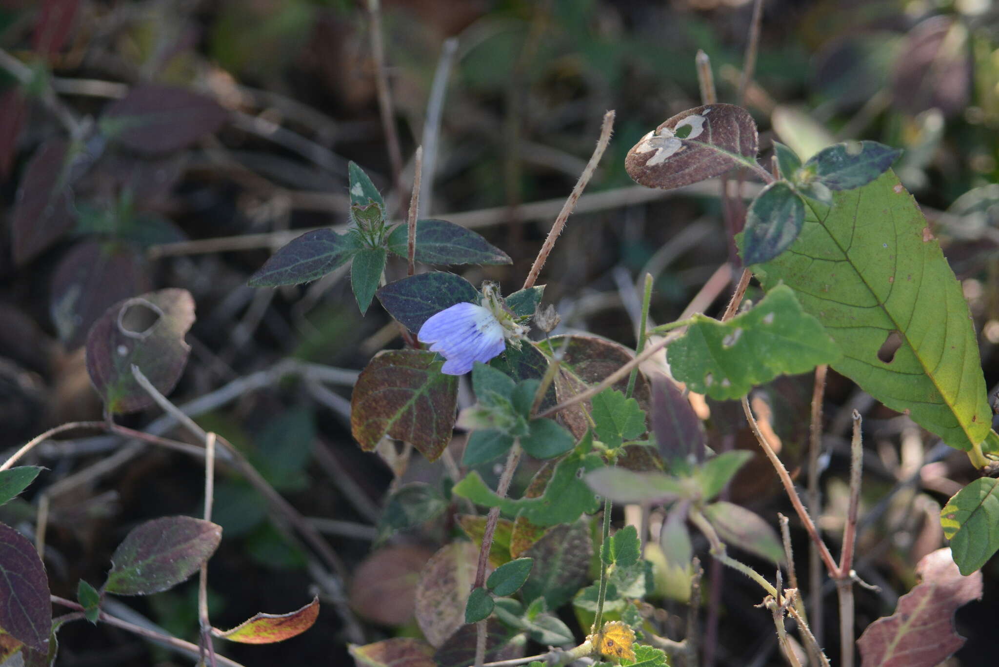 Cynarospermum asperrimum (Nees) K. Vollesen resmi