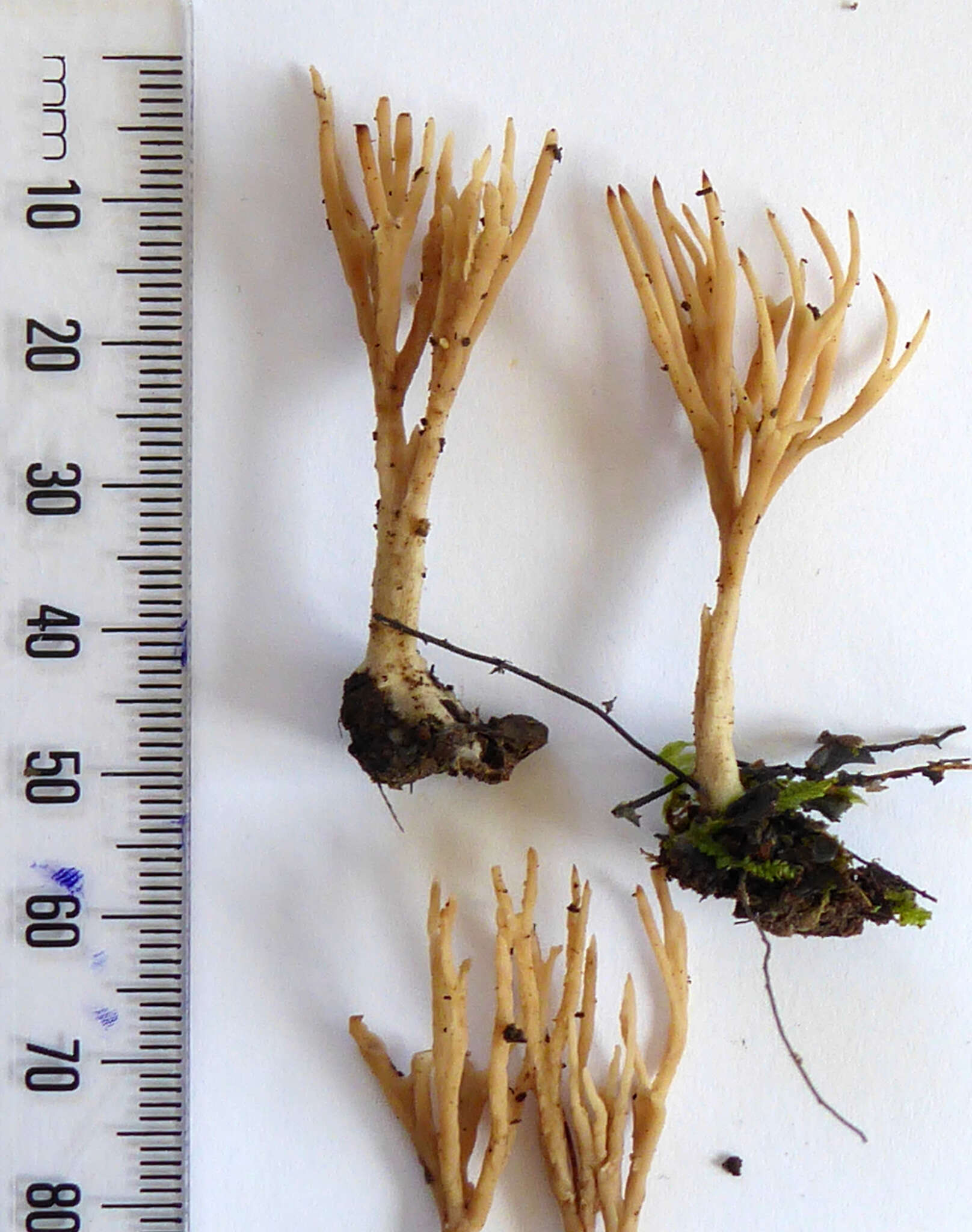Image of Tremellodendropsis flagelliformis (Berk.) D. A. Crawford 1954