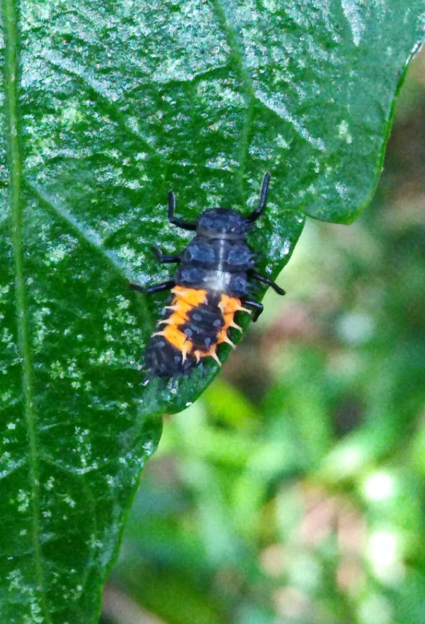 Image of Ladybird beetle