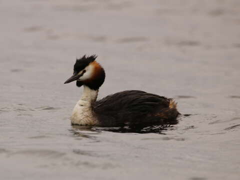 Image of Podiceps Latham 1787