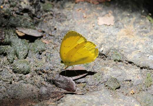 Image of Eurema blanda (Boisduval 1836)