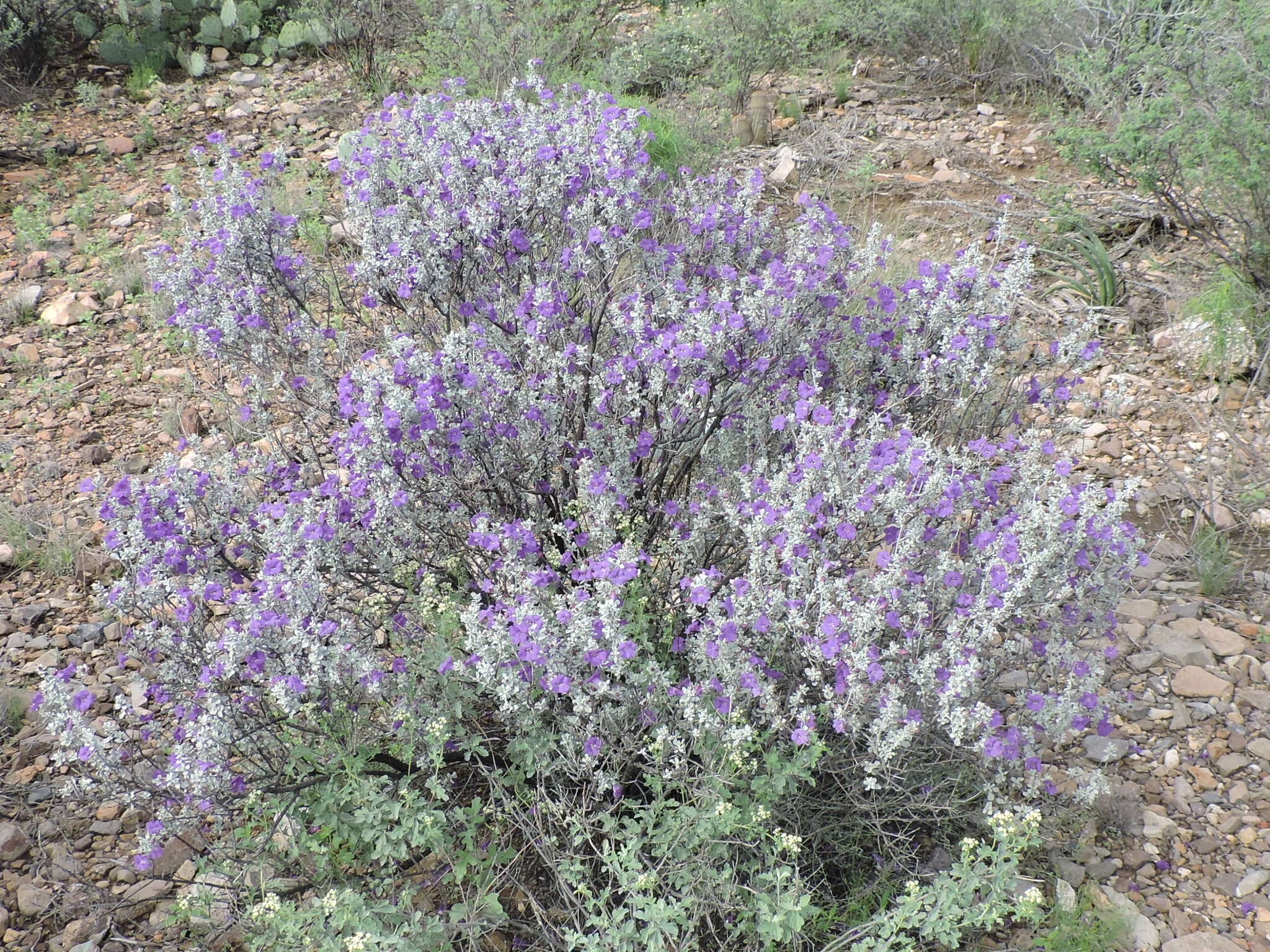 Image of Brewster County barometerbush