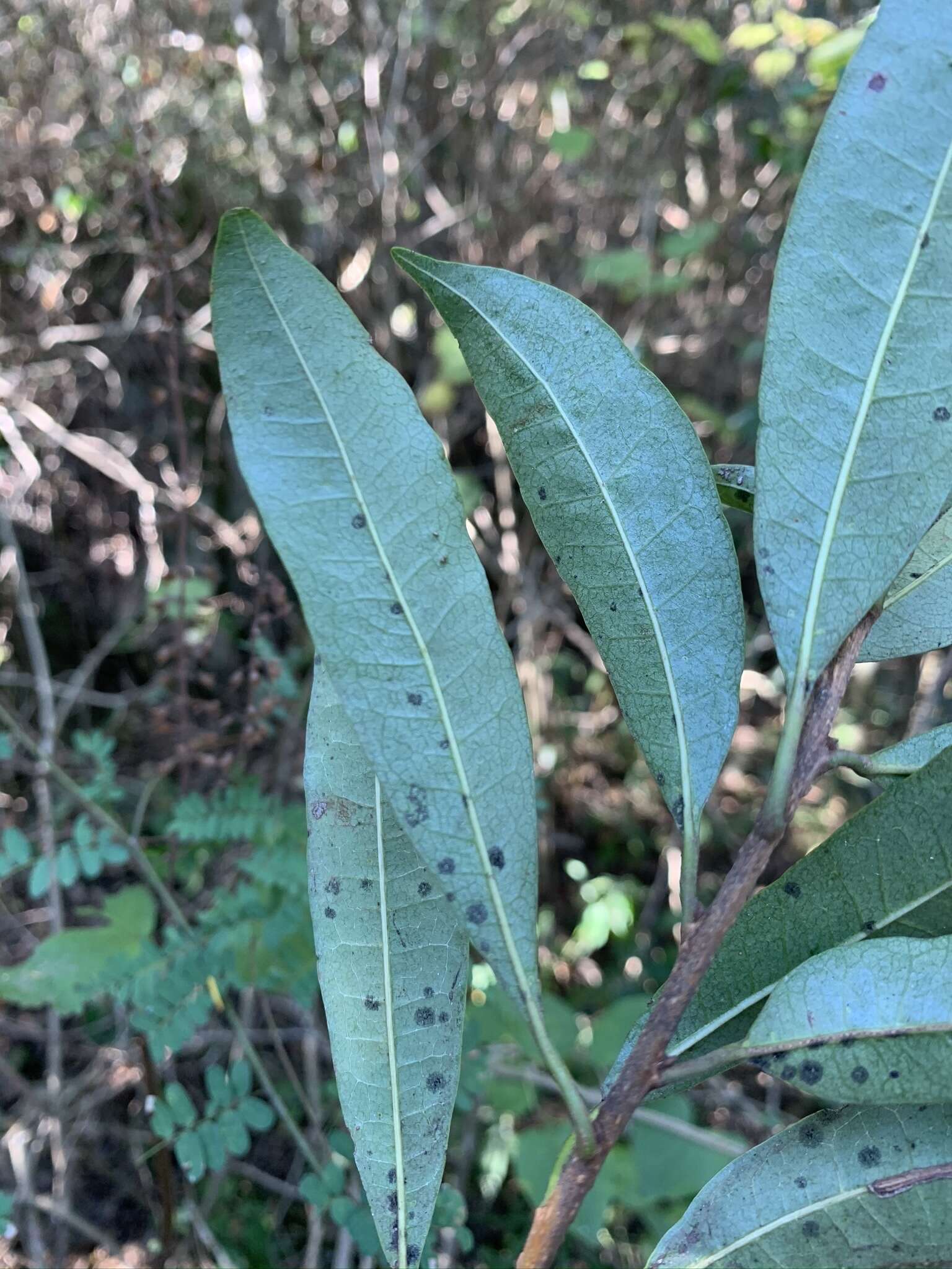 Image of Acridocarpus natalitius var. natalitius