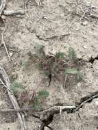 Image of nakedstem phacelia