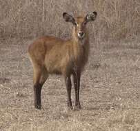 Image of Defassa Waterbuck