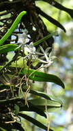 Image of Aerangis thomsonii (Rolfe) Schltr.