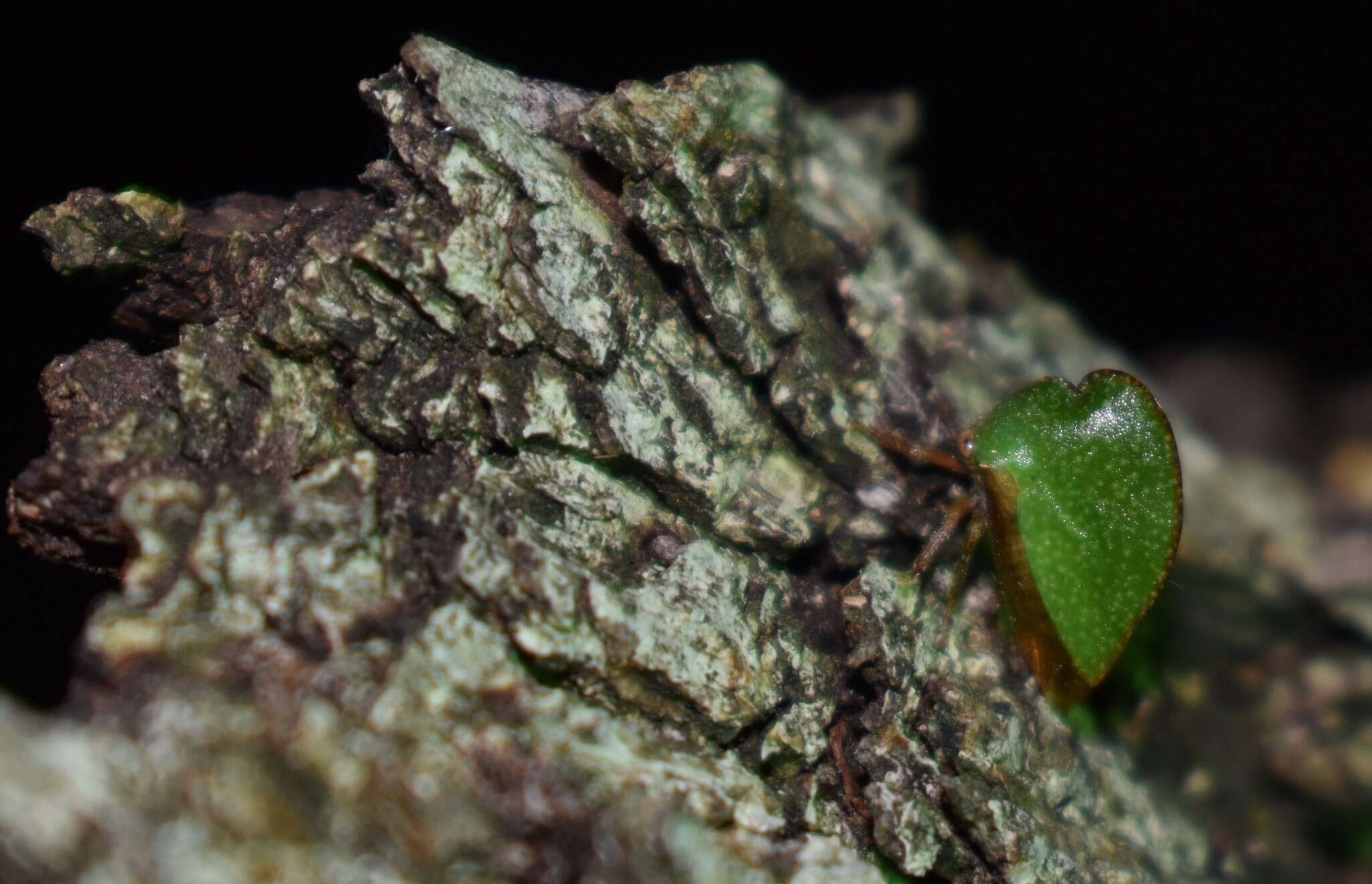 Image of Archasia auriculata Fitch