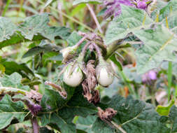 صورة Solanum dasyphyllum Schum. & Thonn.