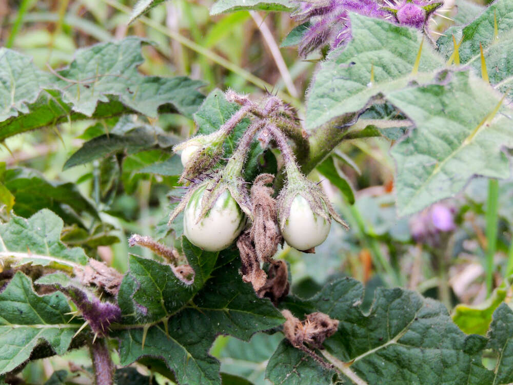 Image of Solanum dasyphyllum Schum. & Thonn.