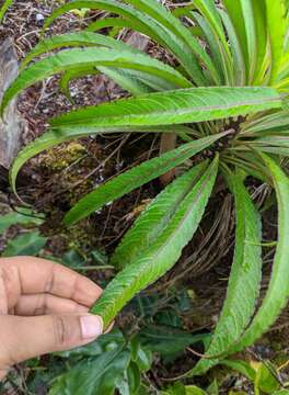 Image of Kauai False Lobelia