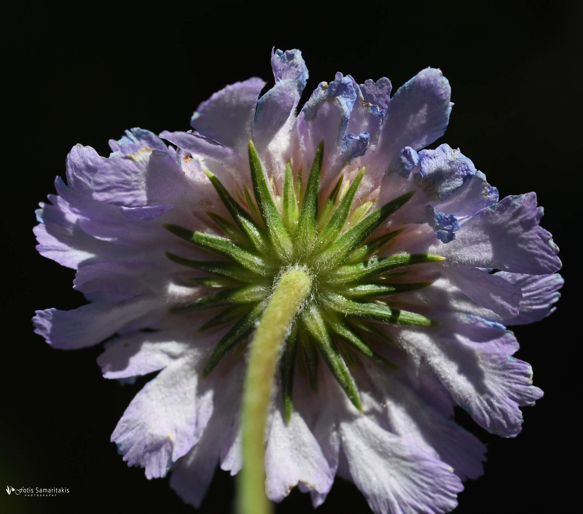 Image of Lomelosia albocincta (Greuter) Greuter & Burdet