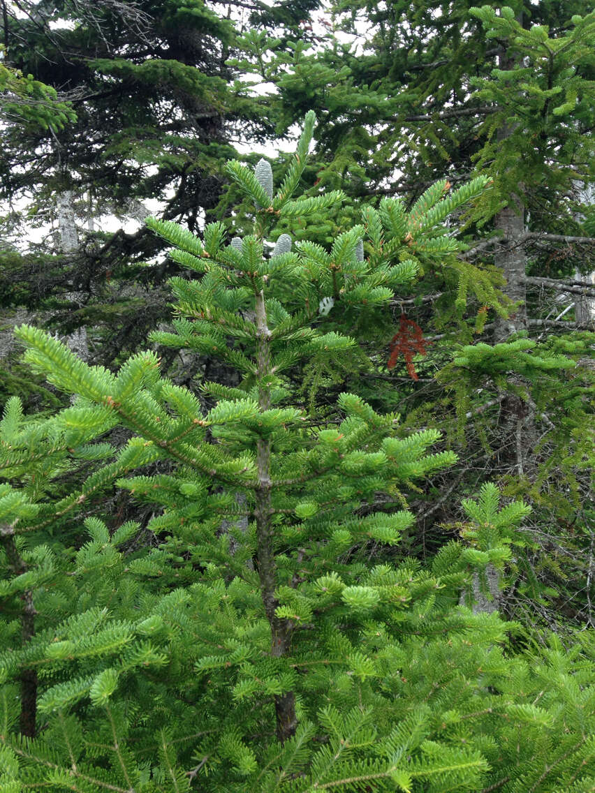 Imagem de Abies balsamea (L.) Mill.