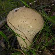 Image of common puffball