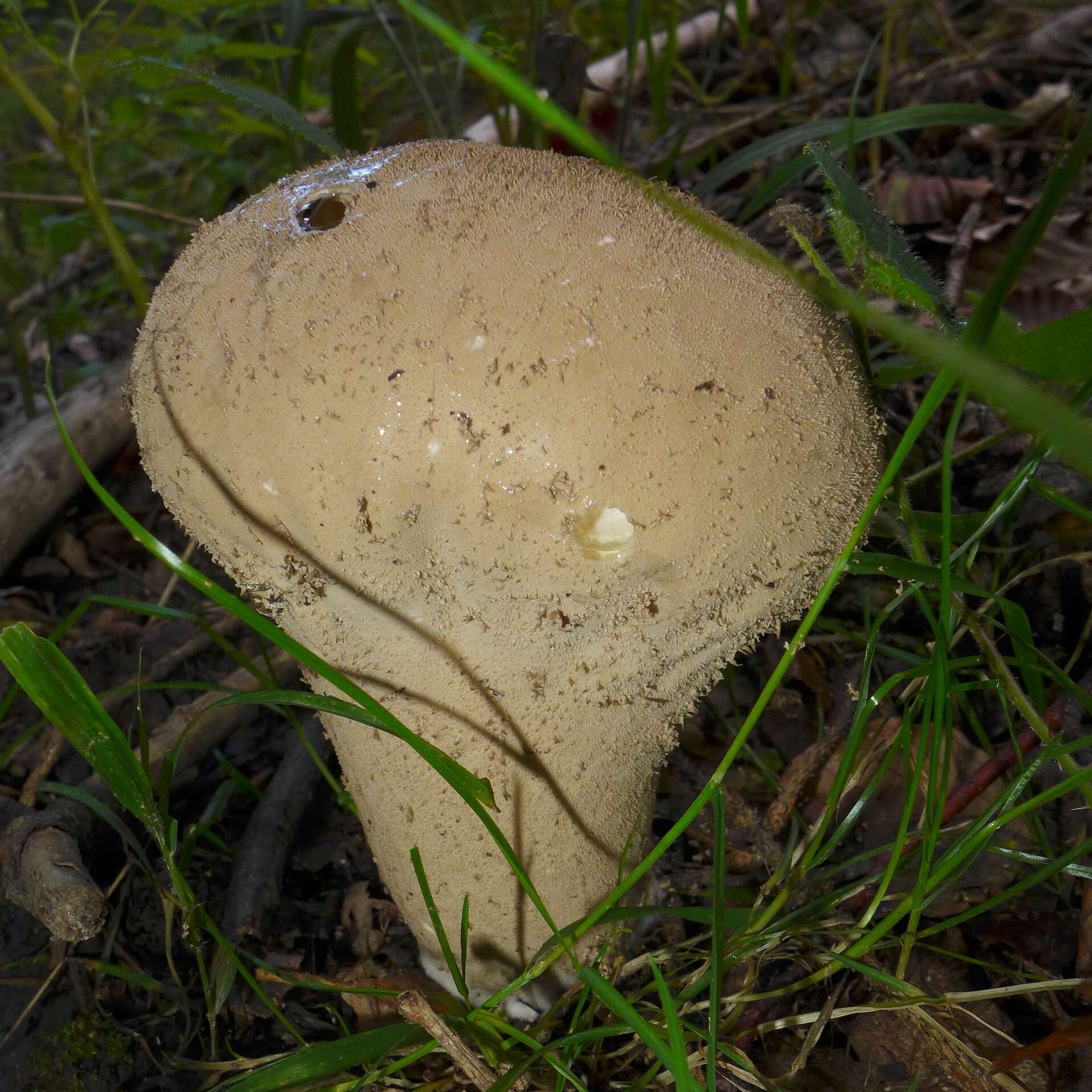 Imagem de Lycoperdon perlatum Pers. 1796