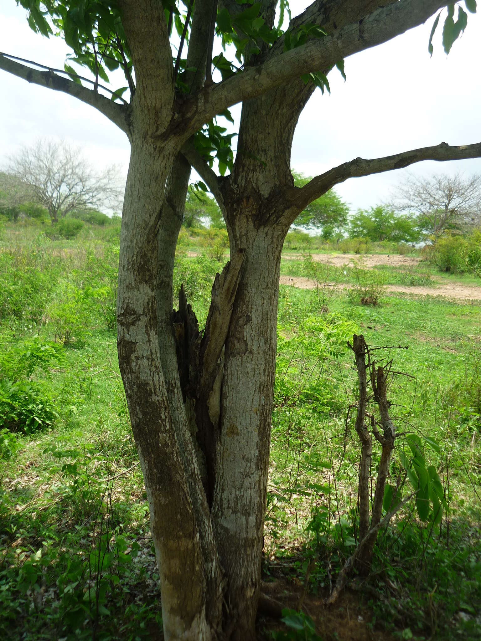 Image de Cordia gerascanthus L.