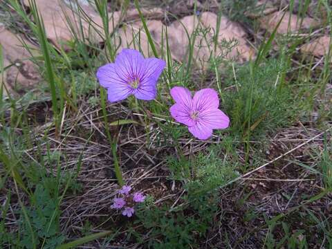 Image of Erodium tataricum Willd.