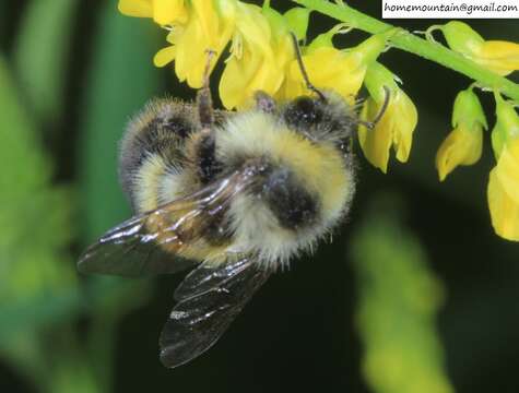 Image of Bombus lantschouensis Vogt 1908