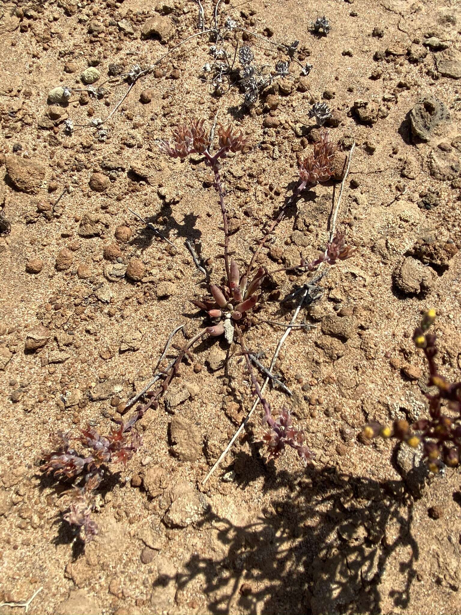 Imagem de Dudleya crassifolia Dodero & M. G. Simpson