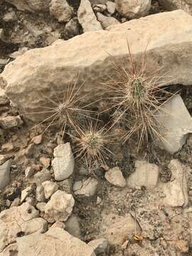 Image of Graham's pricklypear