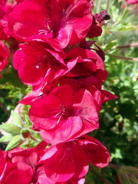 Image of regal pelargonium