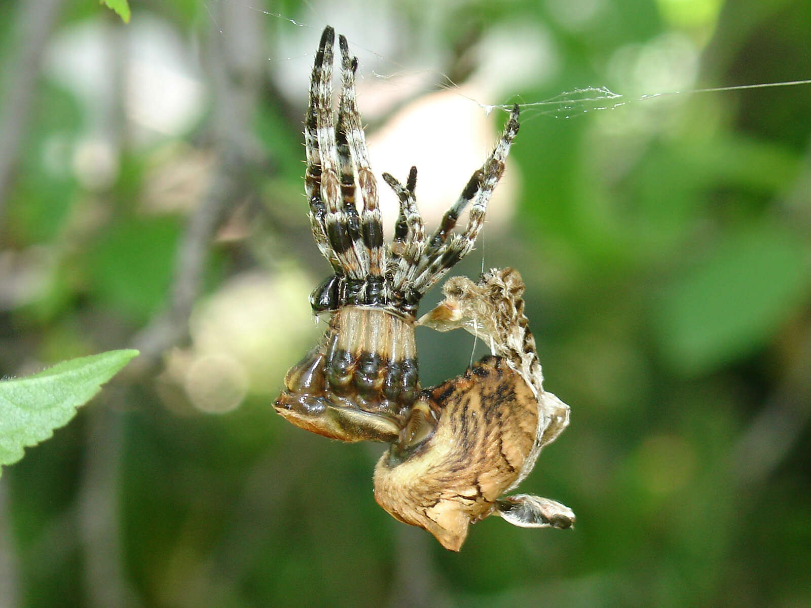 Image of Araneus grossus (C. L. Koch 1844)