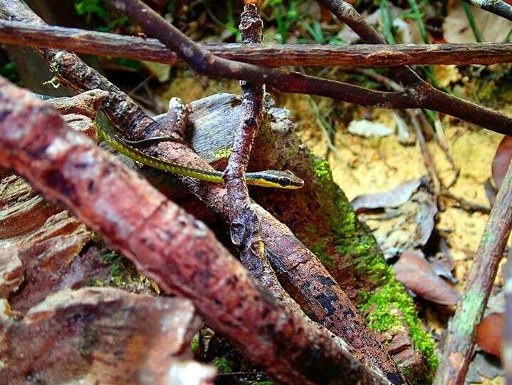 Слика од Dendrelaphis cyanochloris (Wall 1921)